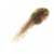 tadpole