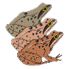 Diversit della specie