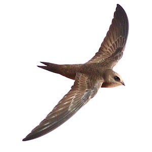 Uccelli in Italia