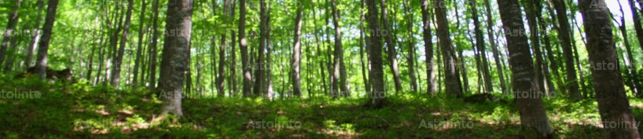 Immagine di un ambiente preferito.