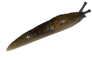 Lumache