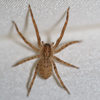 Ragni