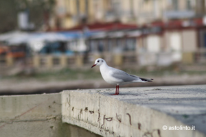 Gabbiano comune