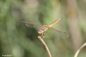 Libellula Mignone