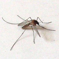Zanzara comune