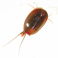 Lepidurus apus, adulto.